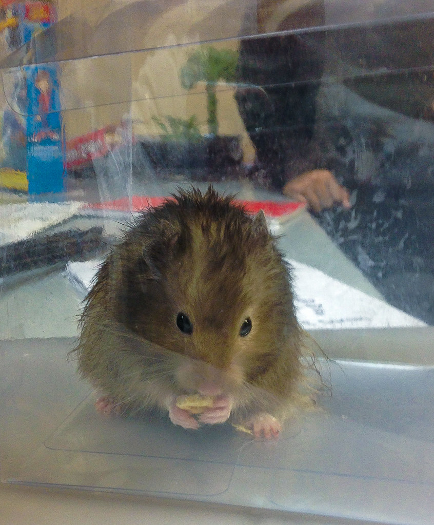 The Hamsterriffic Gift